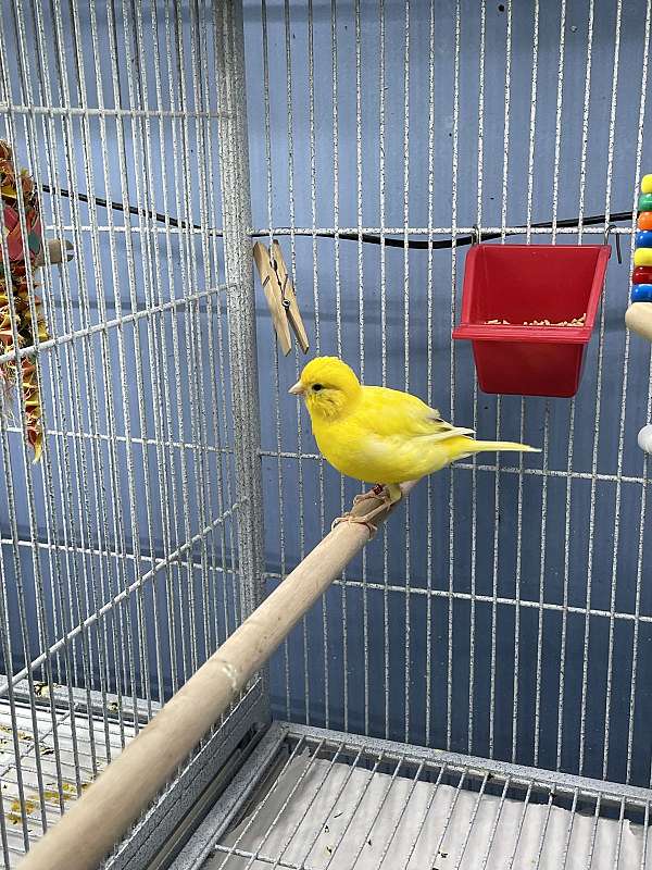 yellow-canary-fife-canary-for-sale