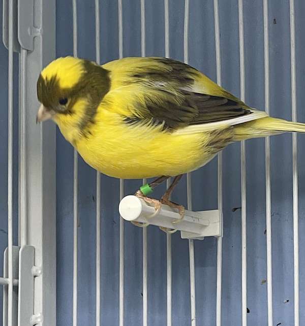 yellow-canary-fife-canary-for-sale