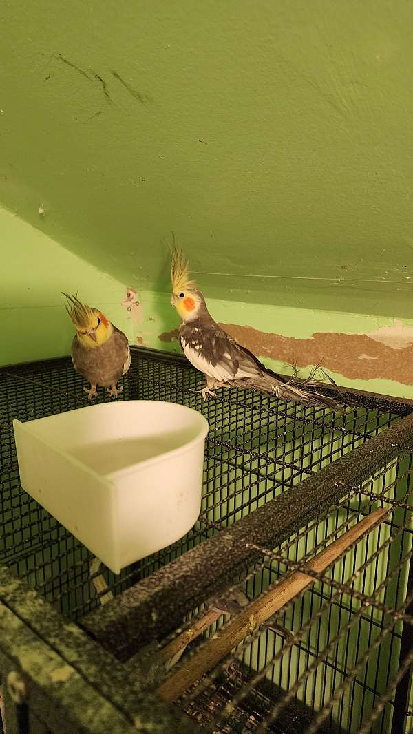 cockatiel-for-sale