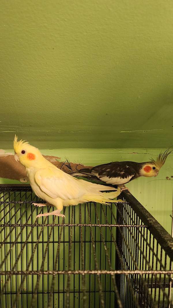 cockatiel-for-sale