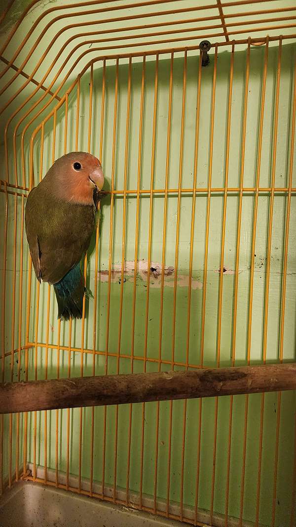 lovebird-for-sale