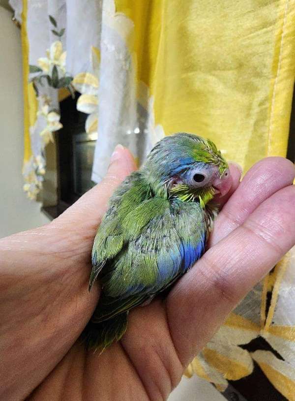 pacific-parrotlet-for-sale