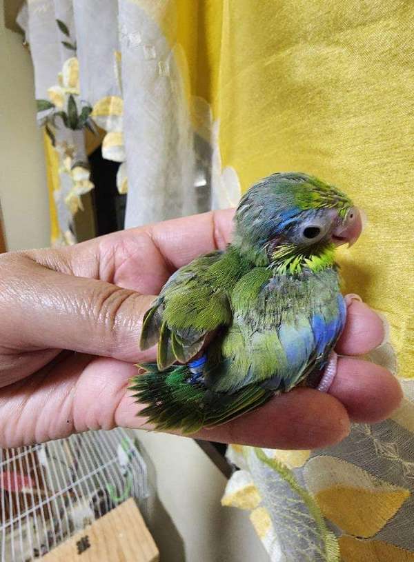 pacific-parrotlet-for-sale