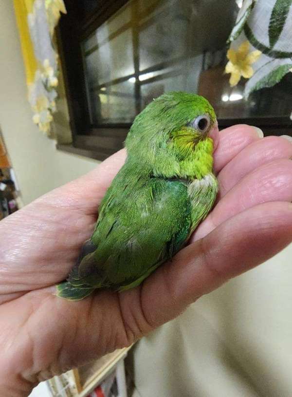 pacific-parrotlet-for-sale