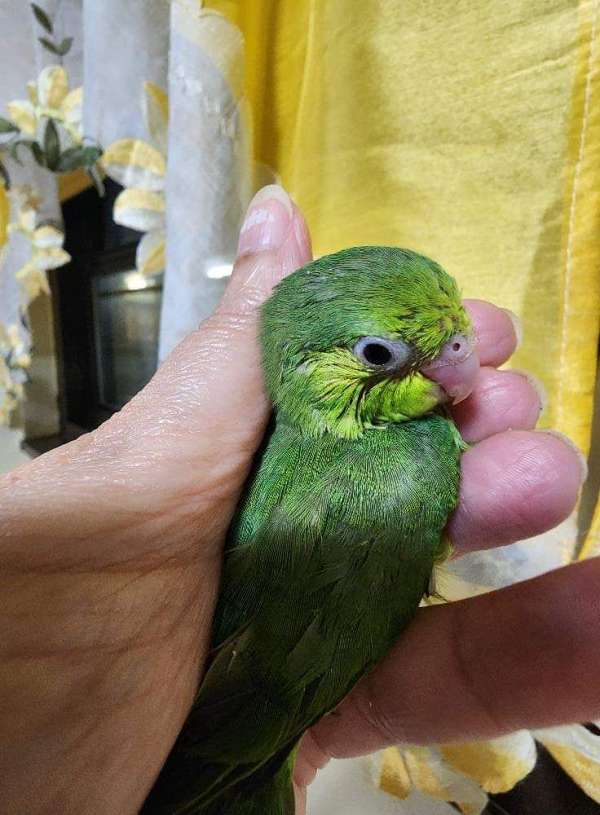 pacific-parrotlet-for-sale