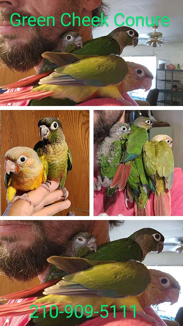 green-cheek-conure-for-sale