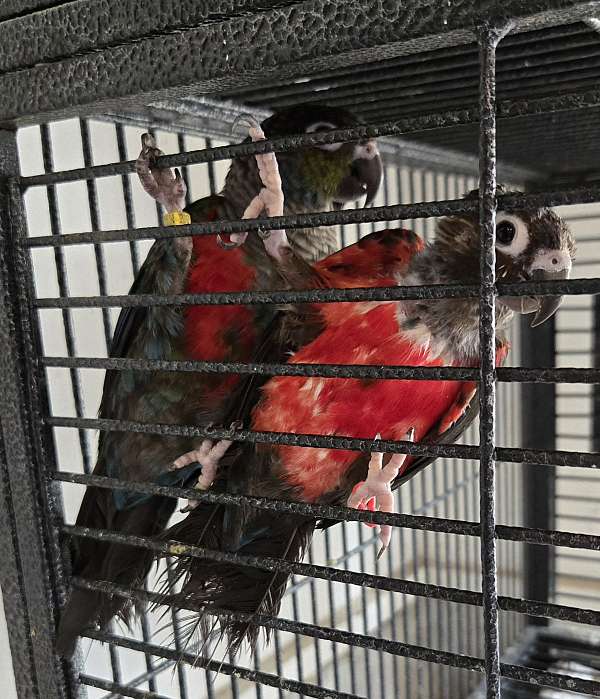 crimson-bellied-conure-for-sale-in-terre-haute-in