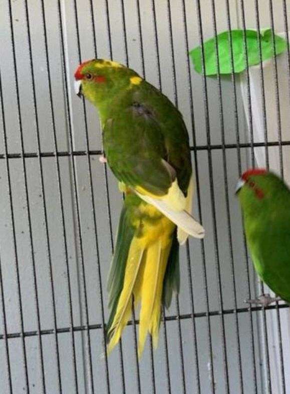 pied-parrot-parakeet-for-sale