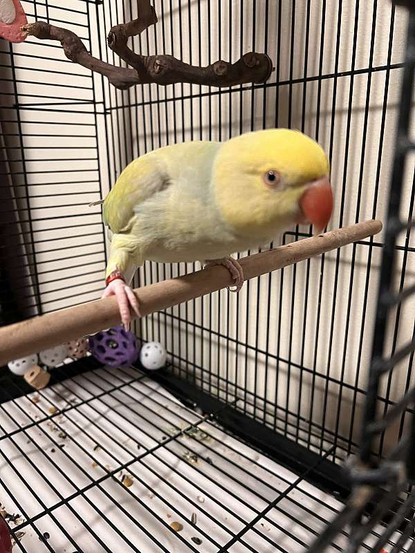 parrotlet-for-sale