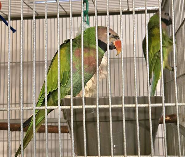 parakeet-for-sale-in-terre-haute-in