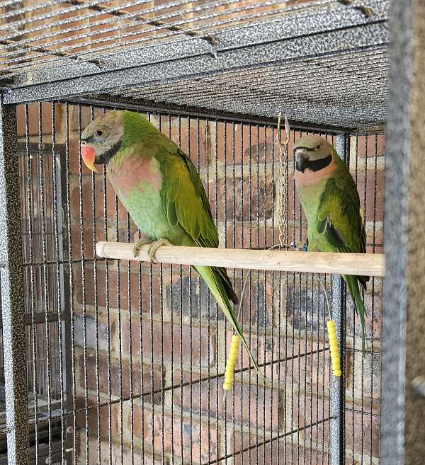 parakeet-for-sale-in-terre-haute-in