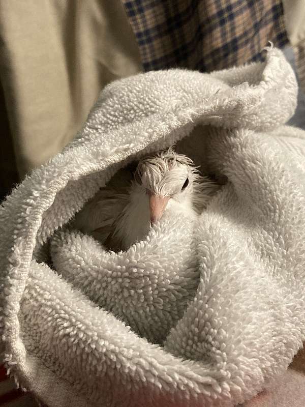 ringneck-dove-for-sale-in-missouri