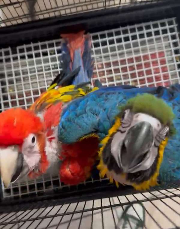 macaw-for-sale