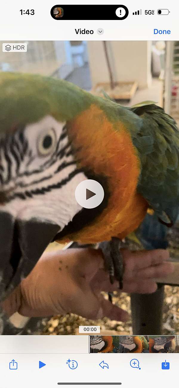 bird-parrot-adoption-in-bakersfield-ca