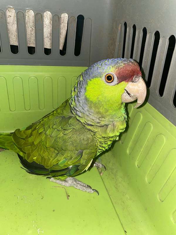 macaw-for-sale