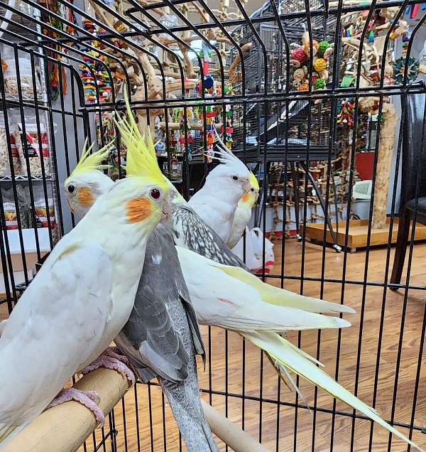 cockatiel-for-sale