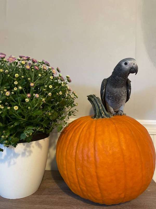 timneh-african-grey-parrot-for-sale