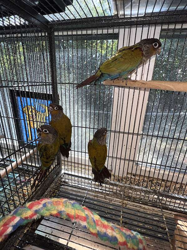 conure-for-sale