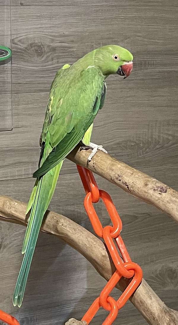 ringneck-parakeet-for-sale