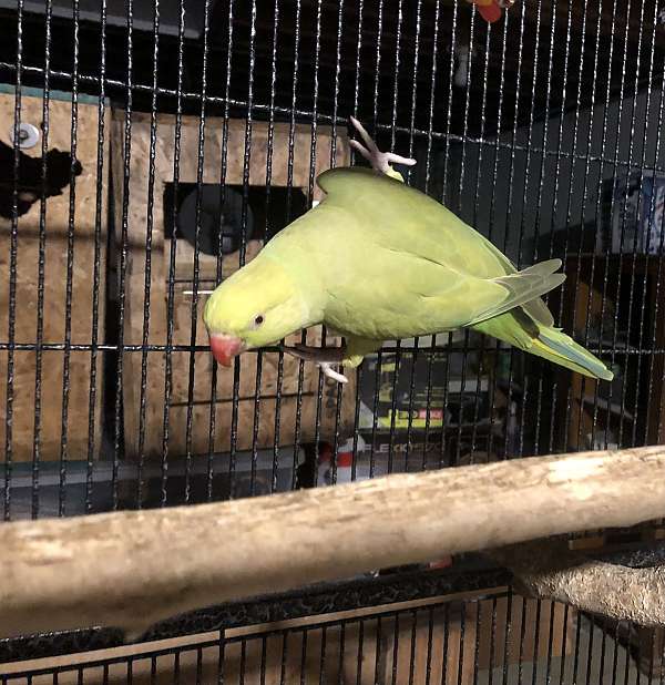 ringneck-parakeet-for-sale-in-manassas-va