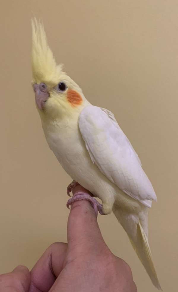 cinnamon-bird-for-sale-in-gaithersburg-md