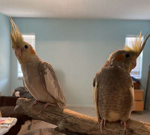 yellow-bird-for-sale-in-hudson-fl