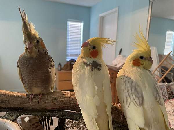 handfed-bird-for-sale-in-hudson-fl