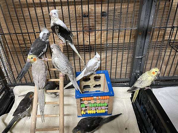 baby-bird-for-sale-in-hudson-fl