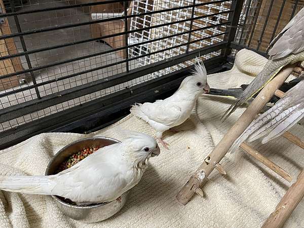 cinnamon-bird-for-sale-in-hudson-fl