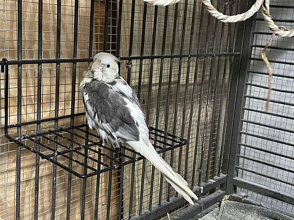 grey-bird-for-sale-in-hudson-fl