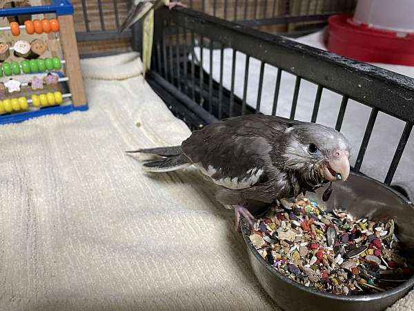 yellow-bird-for-sale-in-hudson-fl