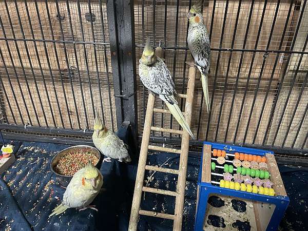 cinnamon-bird-for-sale-in-hudson-fl