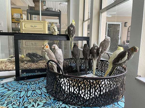 grey-bird-for-sale-in-hudson-fl