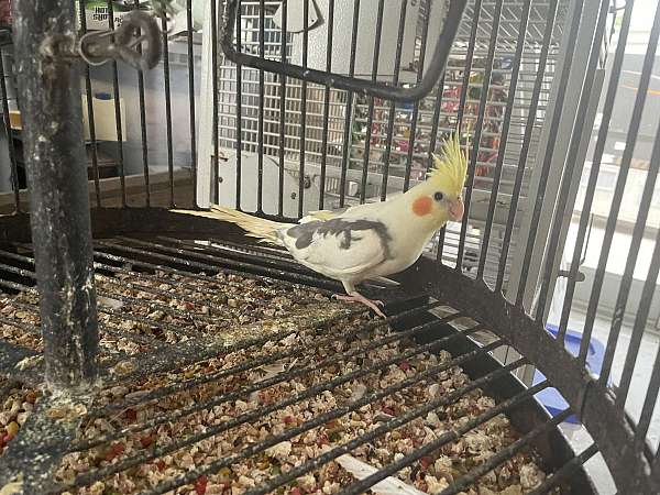 yellow-bird-for-sale-in-hudson-fl
