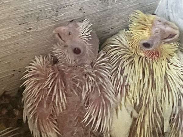 handfed-bird-for-sale-in-hudson-fl