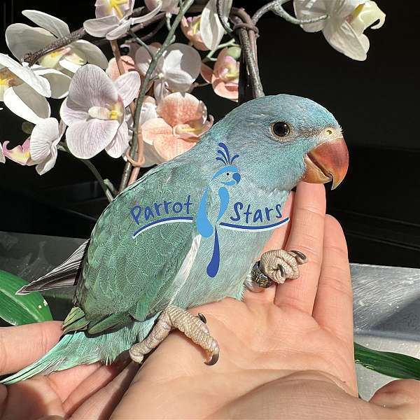 ringneck-parakeet-for-sale