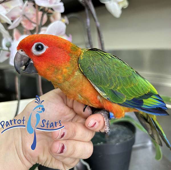 sun-conure-for-sale