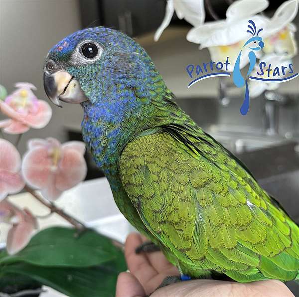 blue-headed-pionus-parrots-for-sale