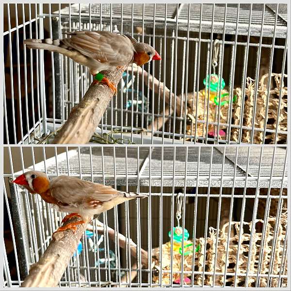 zebra-finch-for-sale-in-martinsville-va