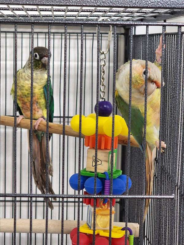 conure-green-cheek-conure-for-sale-in-salem-or