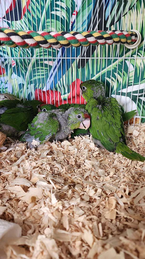 mitred-conure-for-sale