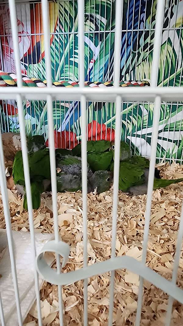 mitred-conure-for-sale-in-salem-or