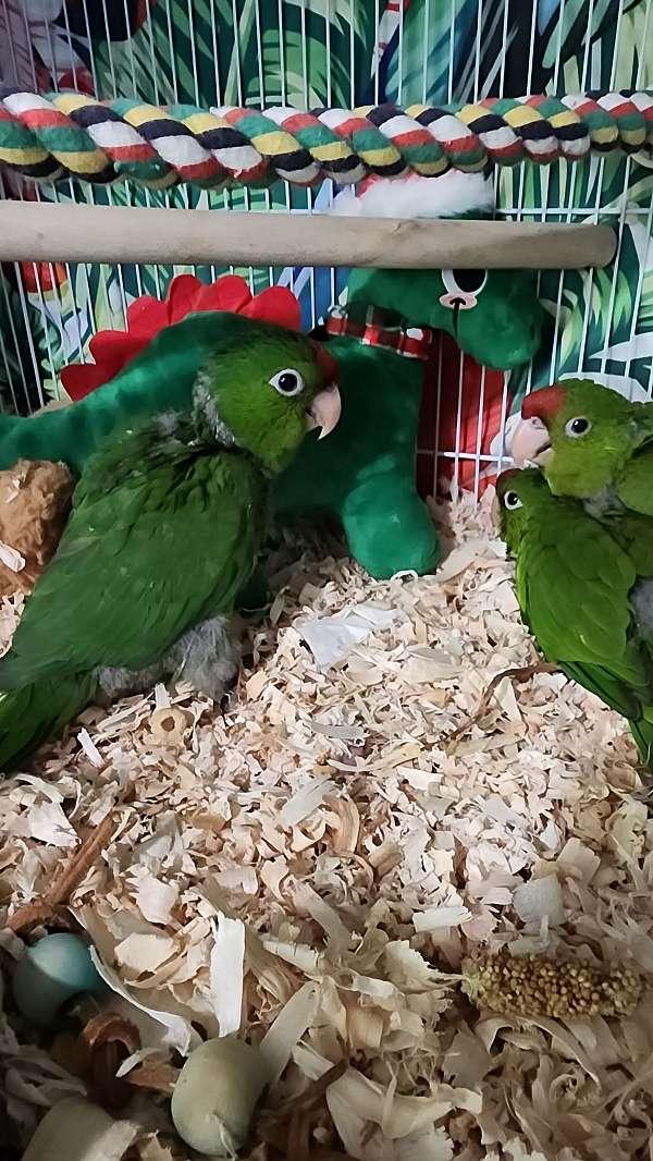 baby-mitred-conure-for-sale