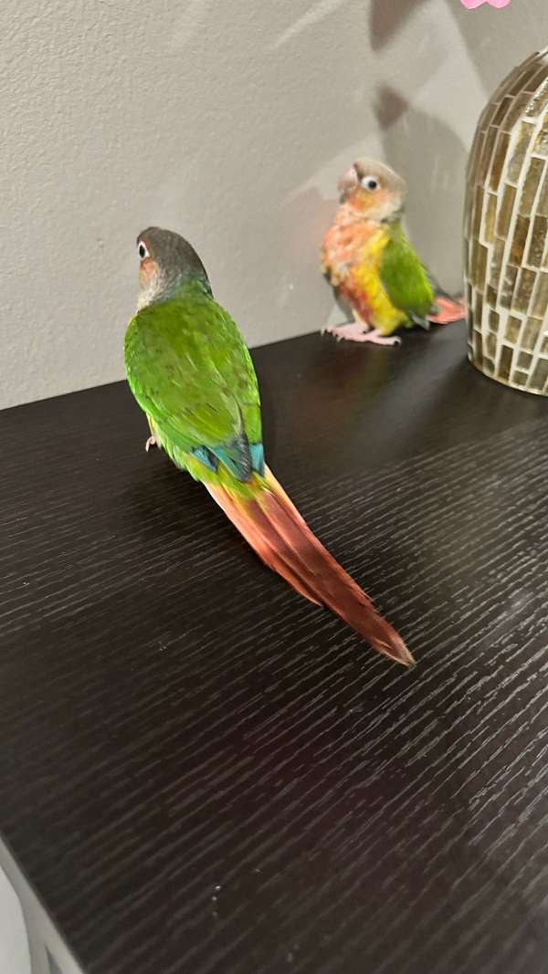 green-cheek-conure-for-sale