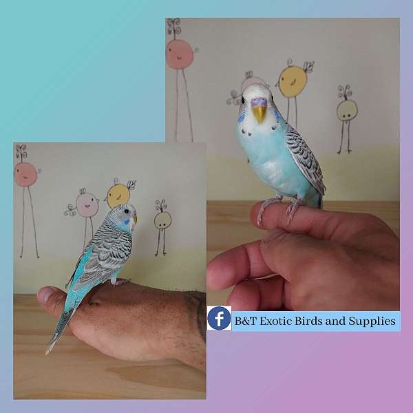 parakeet-for-sale