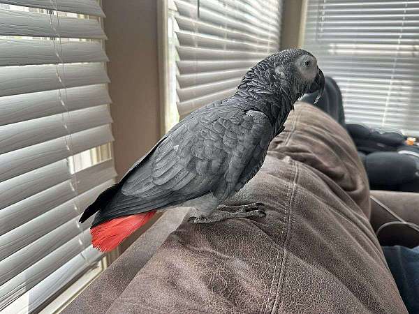 african-grey-parrot-for-sale-in-antioch-tn