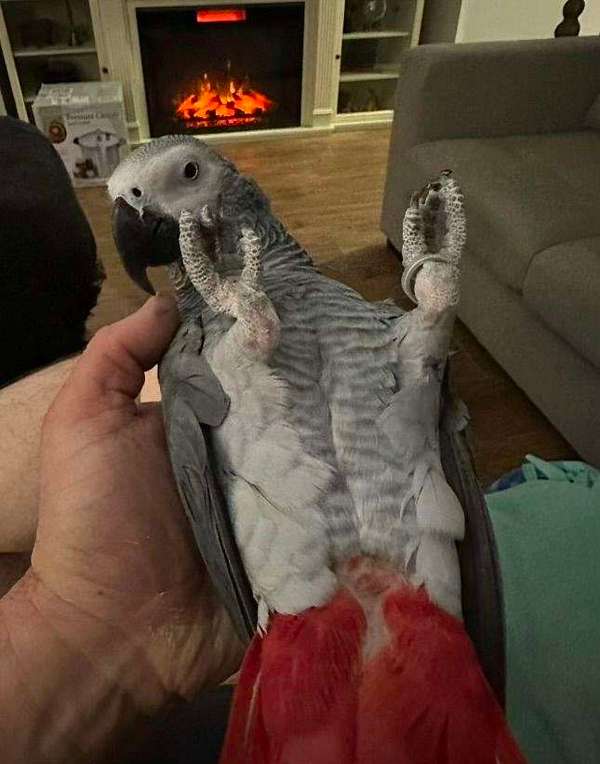 african-grey-parrot-parrot-for-sale-in-antioch-tn