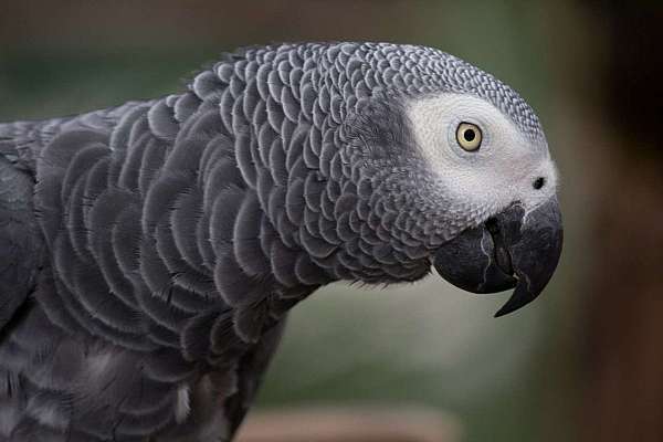 african-grey-parrot-for-sale