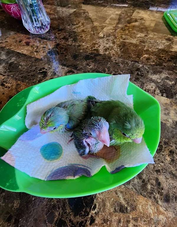 pacific-parrotlet-for-sale