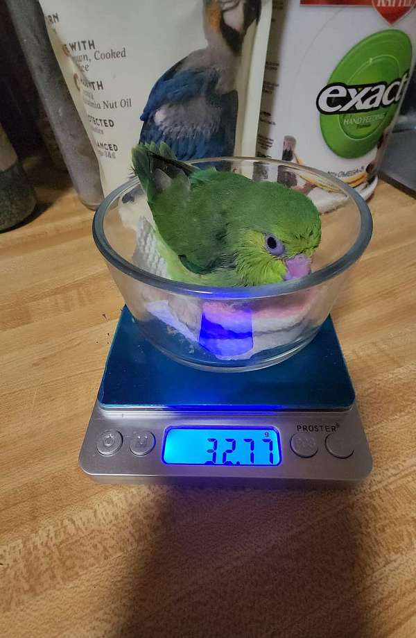 pacific-parrotlet-for-sale